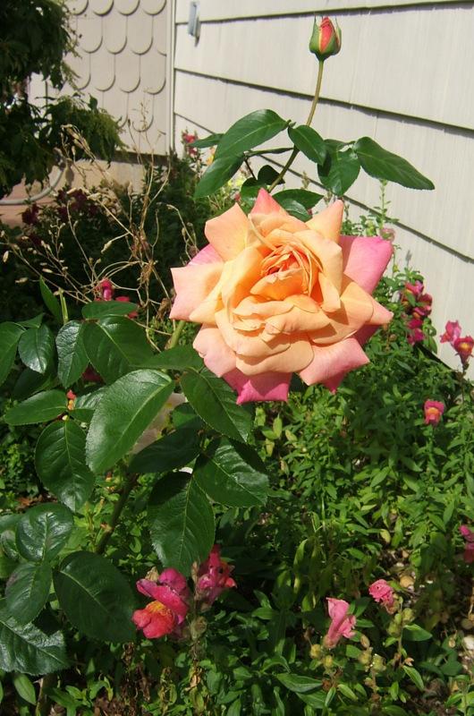 Photo of Rose (Rosa 'Chicago Peace') uploaded by pirl