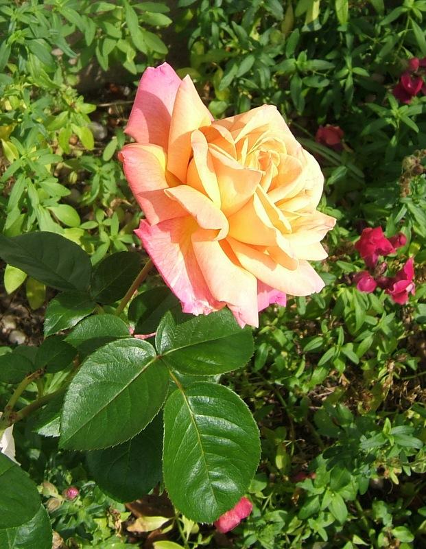 Photo of Rose (Rosa 'Chicago Peace') uploaded by pirl