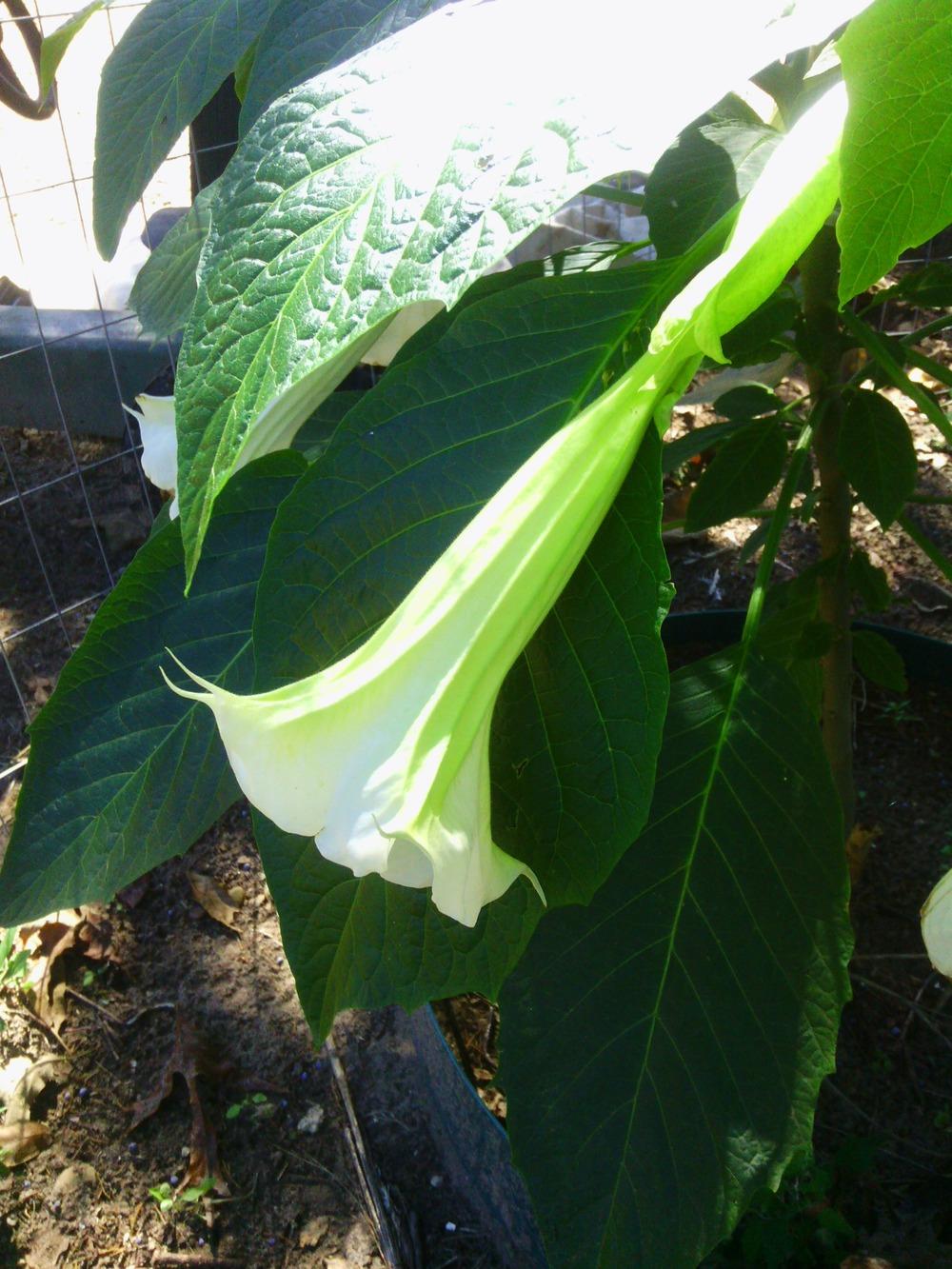 Photo of Angel's Trumpets (Brugmansia) uploaded by texaskitty111