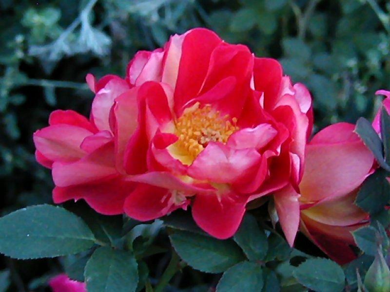 Photo of Rose (Rosa 'Ralph's Creeper') uploaded by RoseBlush1