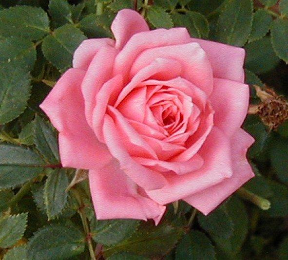 Photo of Rose (Rosa 'Cupcake') uploaded by RoseBlush1