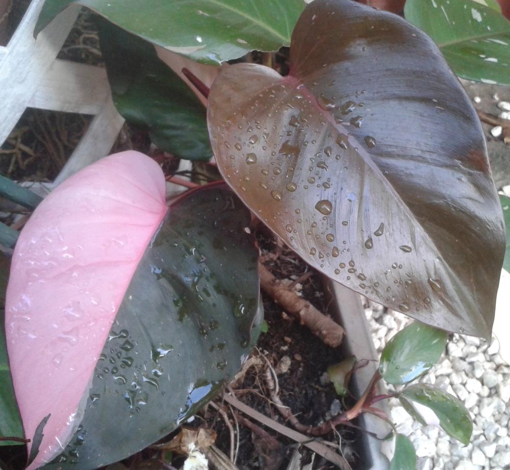 Photo of Blushing Philodendron (Philodendron erubescens 'Pink Princess') uploaded by Rosegal