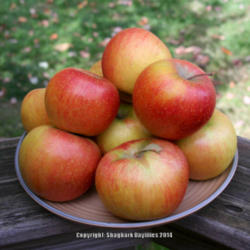 Location: Central Ohio, zone 5/6
Date: 2014-10-13
grown by Branstool Orchard, Utica, OH