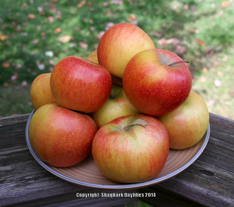 Photo of Apple (Malus domestica 'Rubinette') uploaded by daylily