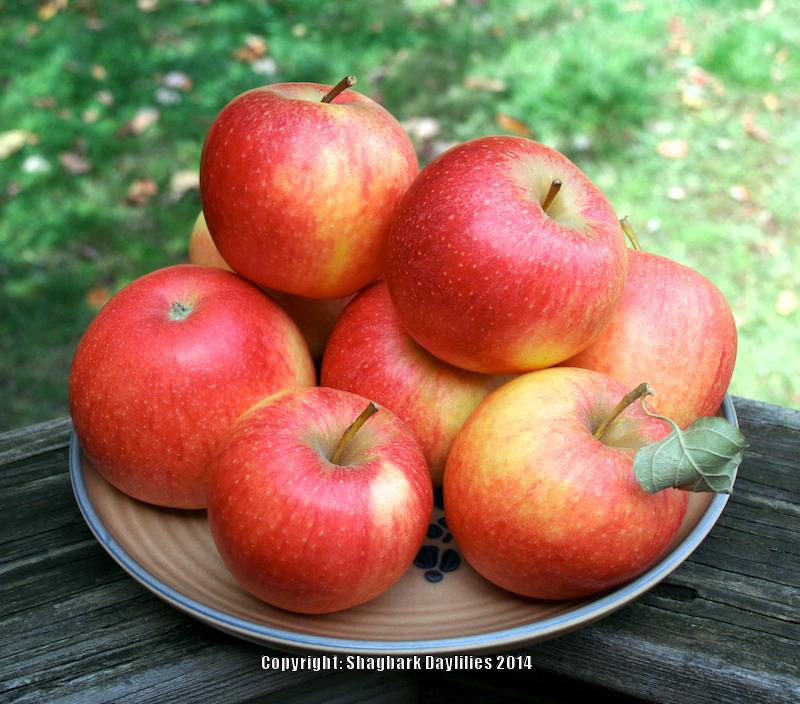 Photo of Apple (Malus domestica 'Pinova') uploaded by daylily