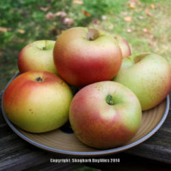 Location: Central Ohio, zone 5/6
Date: 2014-10-13
grown by Branstool Orchard, Utica, OH