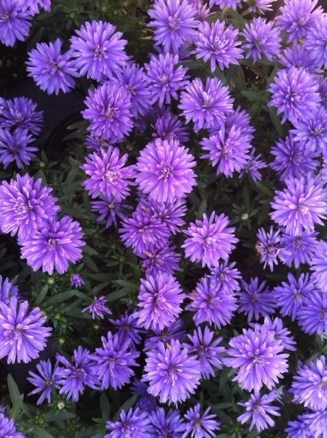 Photo of Asters (Aster) uploaded by grannysgarden