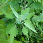 Lambsquarters showed up in the garden