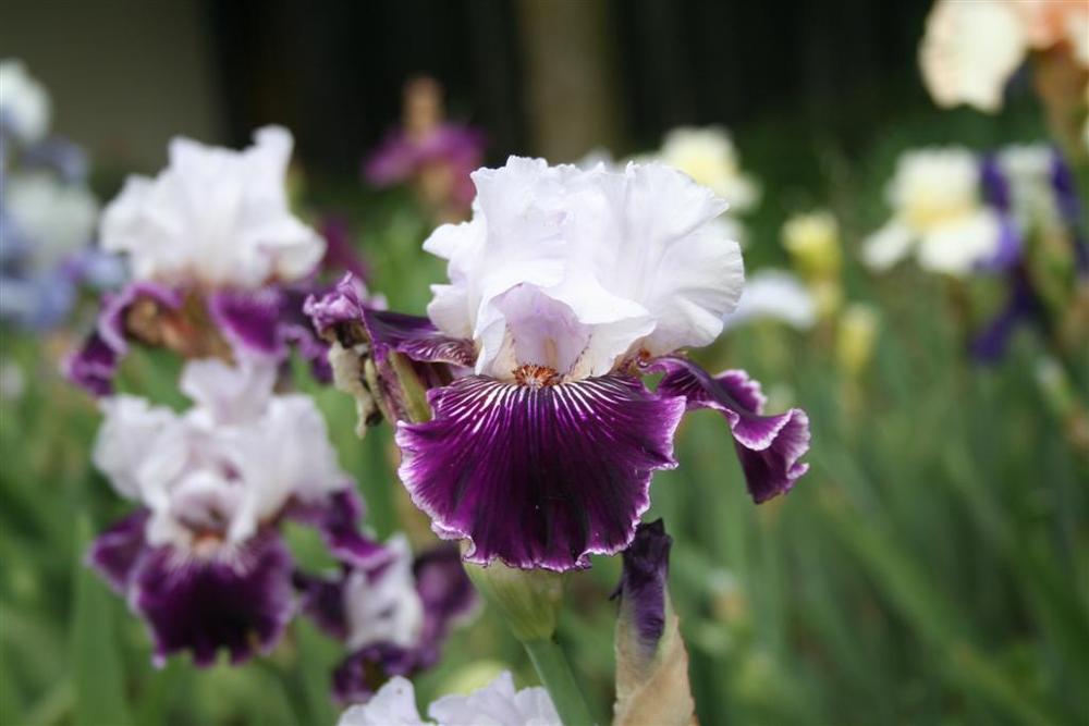 Photo of Tall Bearded Iris (Iris 'Salome's Butterfly') uploaded by KentPfeiffer