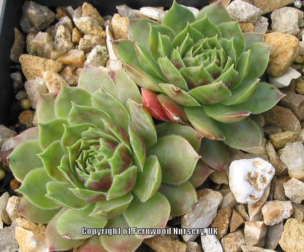 Photo of Hen and Chicks (Sempervivum 'Caliph's Hat') uploaded by Patty