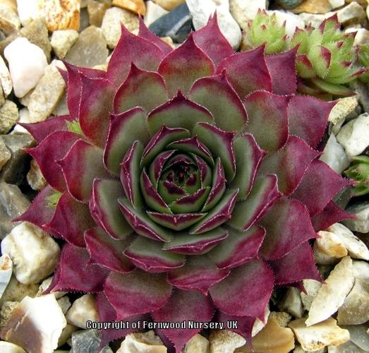 Photo of Hen and Chicks (Sempervivum 'Blood Tip') uploaded by Patty