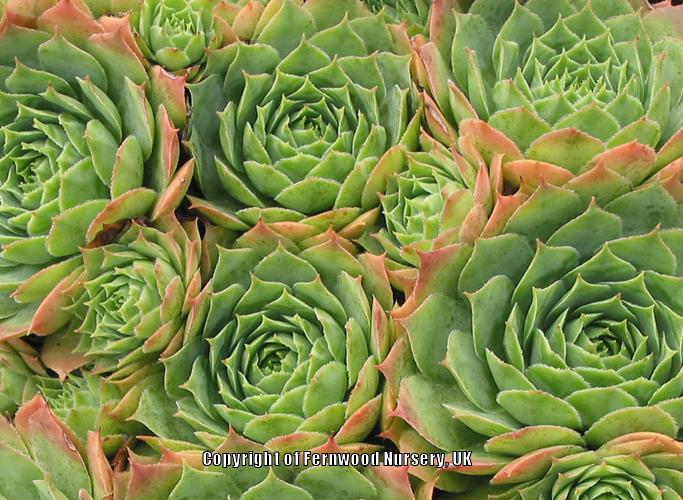 Photo of Hen and Chicks (Sempervivum 'Emerald Giant') uploaded by Patty