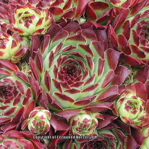 Photo of Hen and Chicks (Sempervivum calcareum from Guillaumes) uploaded by Patty
