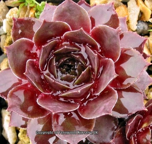 Photo of Hen and Chicks (Sempervivum 'Caliph's Hat') uploaded by Patty