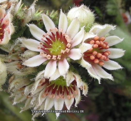 Photo of Hen and Chicks (Sempervivum calcareum from Guillaumes) uploaded by Patty