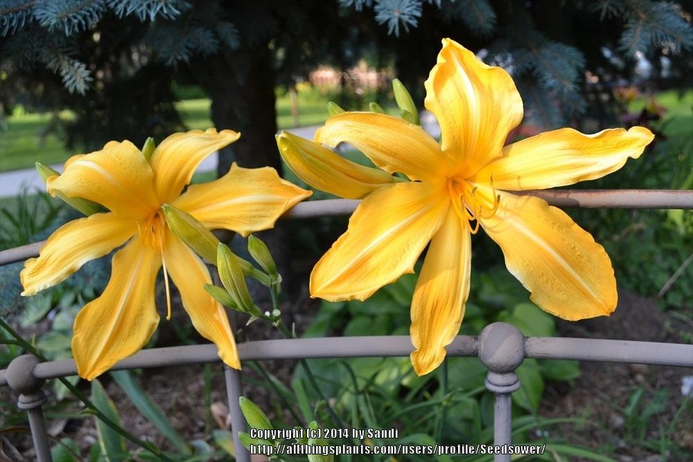Photo of Daylily (Hemerocallis 'Just for Laughs') uploaded by Seedsower