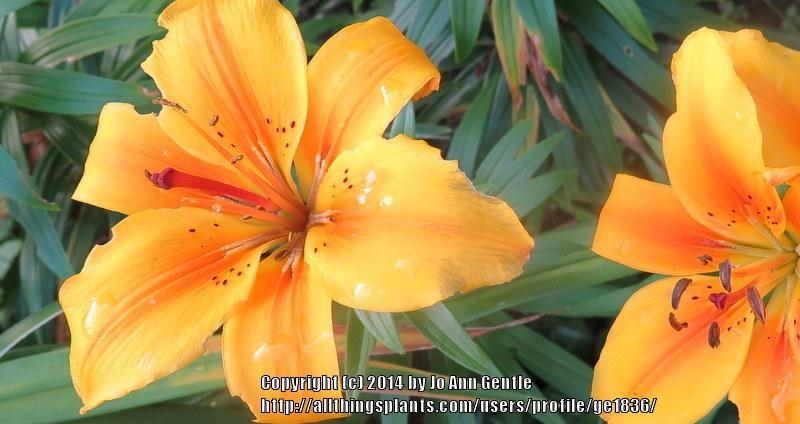 Photo of Lily (Lilium 'Golden Joy') uploaded by ge1836