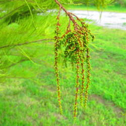 Location: central Illinois
Date: 2012-09-13
catkins - elongated cluster of single-sex flowers