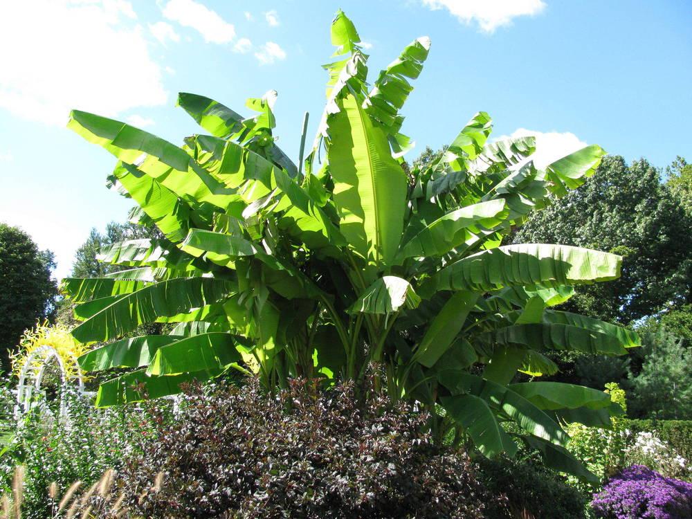 Photo of Bananas (Musa) uploaded by jmorth