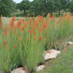 Location: north central Texas
Date: 2005-06-04
Grown from collected seed as companion plant to tall bearded iris