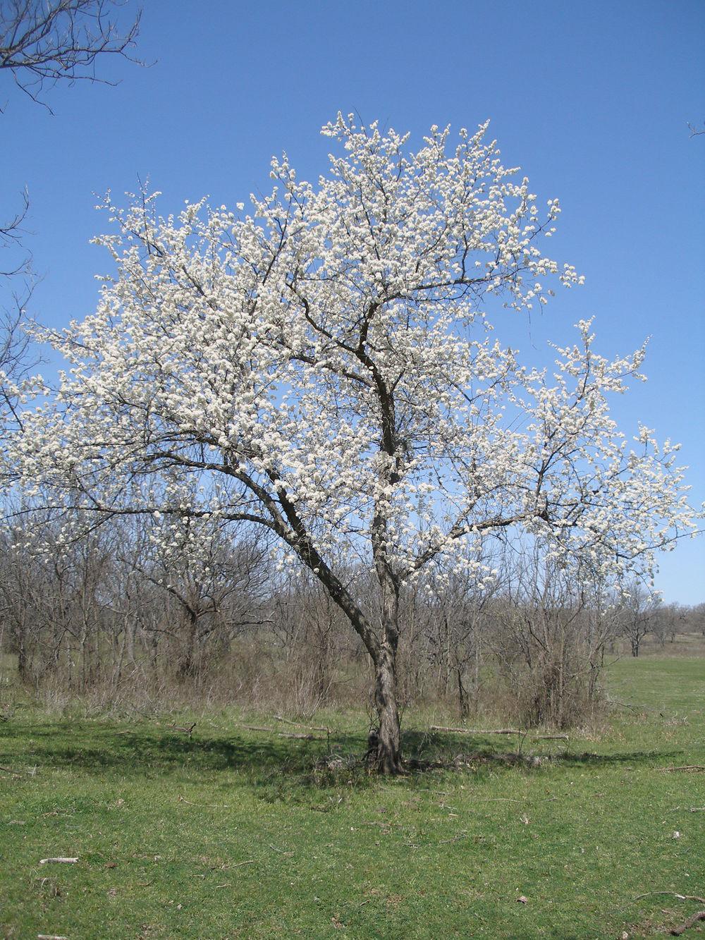 Photo of Mexican Plum (Prunus mexicana) uploaded by needrain