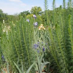 Location: north central Texas
Date: 2005-04-24
Not in bloom, used as a companion plant for tall beard iris.