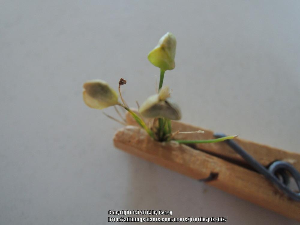 Photo of Garlic Chives (Allium tuberosum) uploaded by piksihk