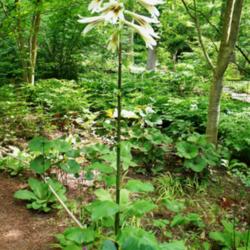Location: Chanticleer gardens PA
Date: 2014-06
Giant Lily in Asian woods