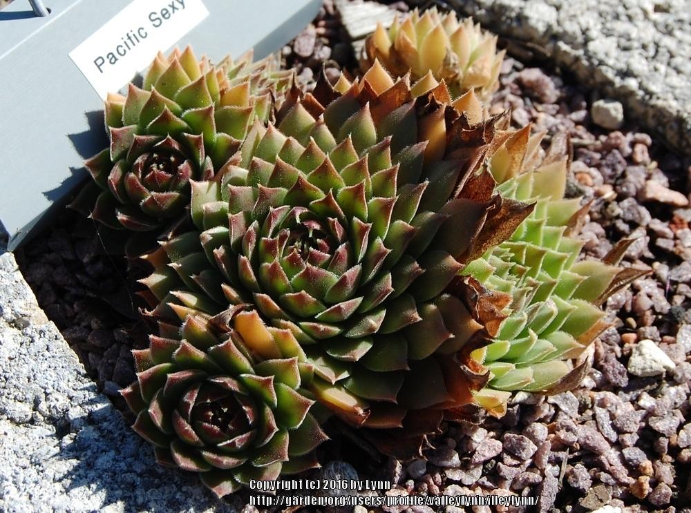 Photo of Hen and Chicks (Sempervivum 'Pacific Sexy') uploaded by valleylynn