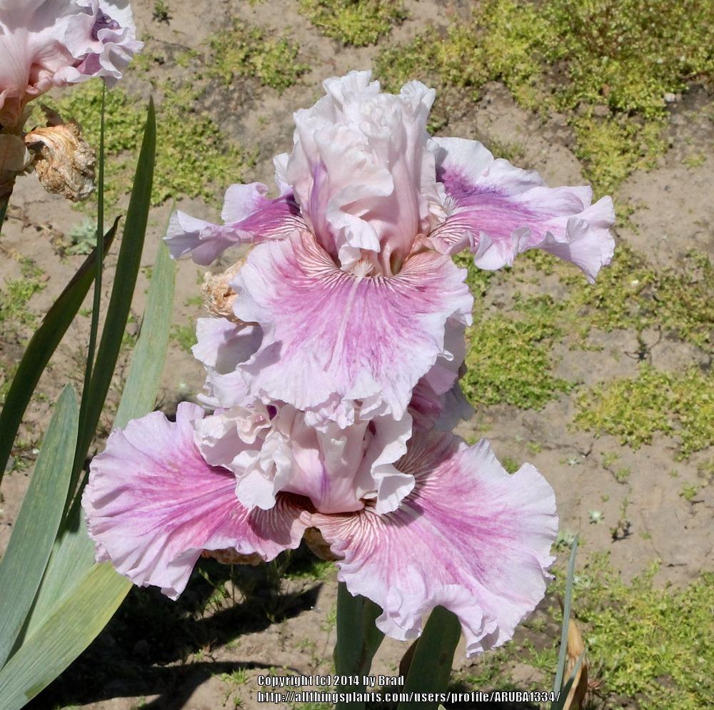 Photo of Border Bearded Iris (Iris 'Absolute Cute') uploaded by ARUBA1334