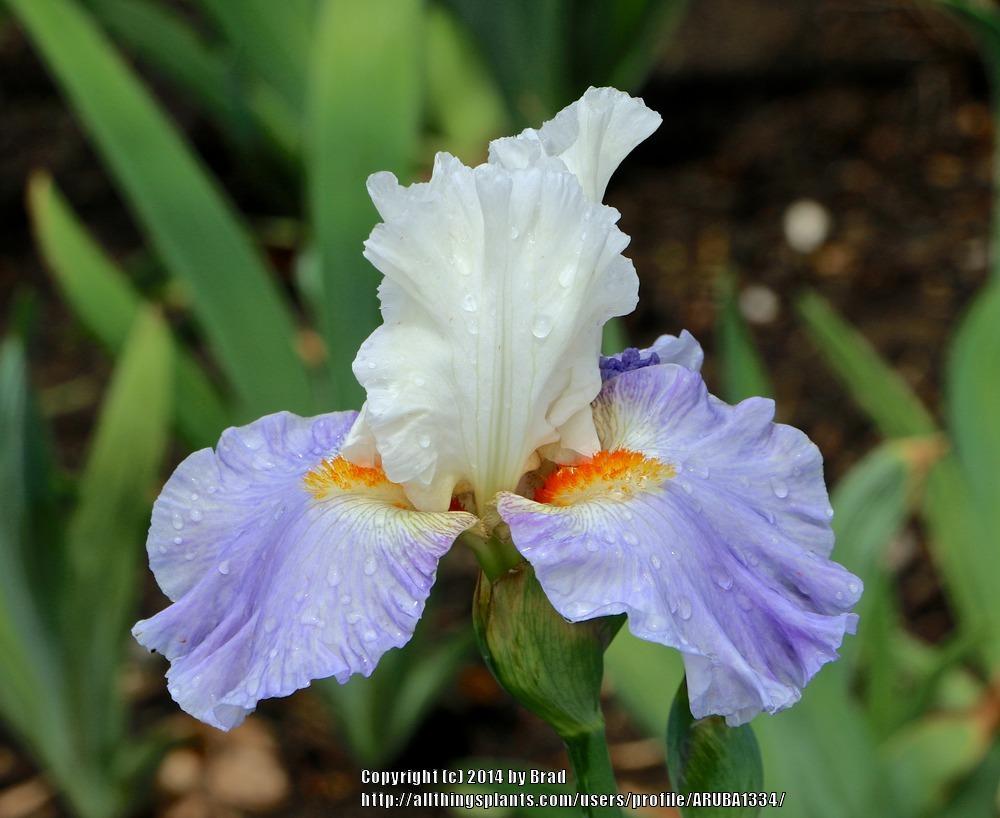 Photo of Tall Bearded Iris (Iris 'Churchill Lane') uploaded by ARUBA1334