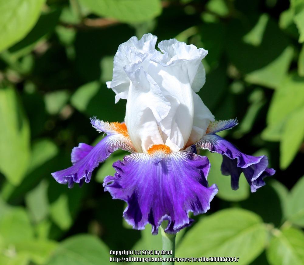 Photo of Tall Bearded Iris (Iris 'Stars and Stripes') uploaded by ARUBA1334
