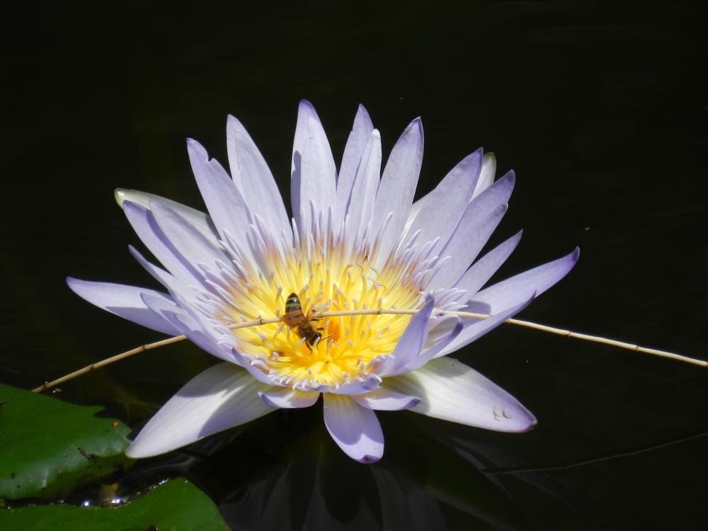 Photo of Blue Lotus of the Nile Lily (Nymphaea nouchali var. caerulea) uploaded by Gleni