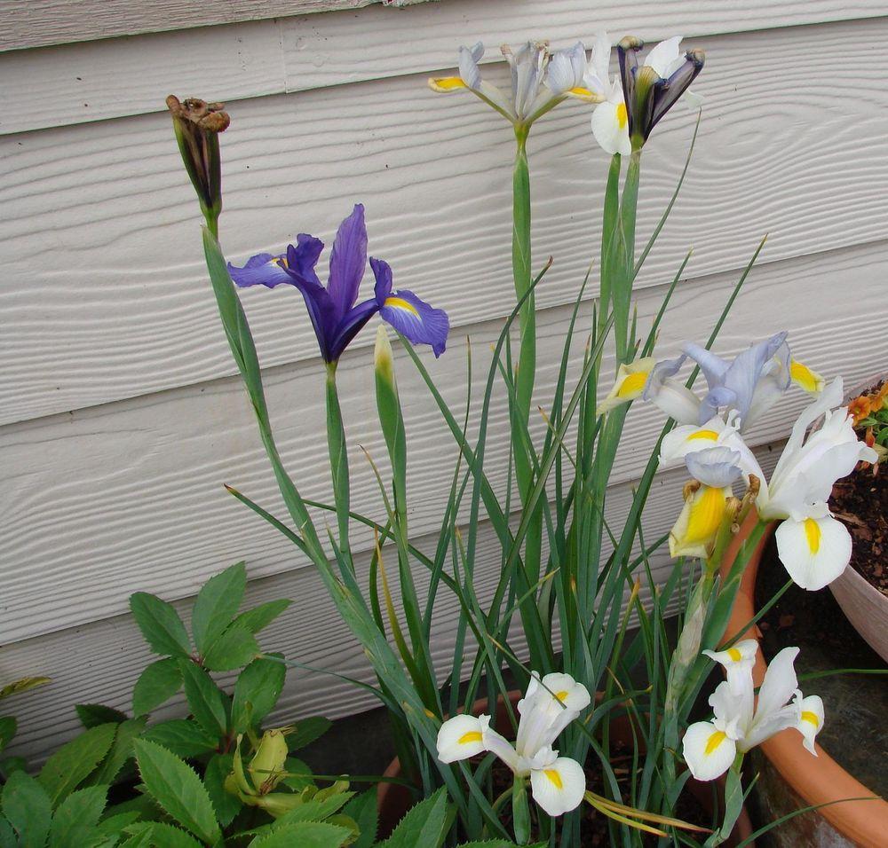 Photo of Dutch Iris (Iris x hollandica) uploaded by Joy