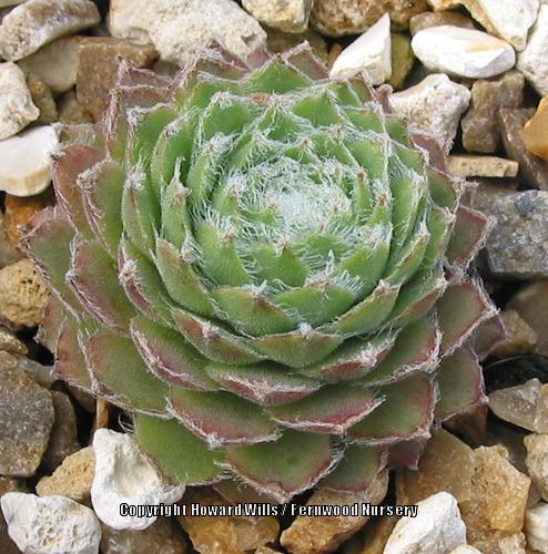 Photo of Hen and Chicks (Sempervivum 'Haullauer's Seedling') uploaded by Patty