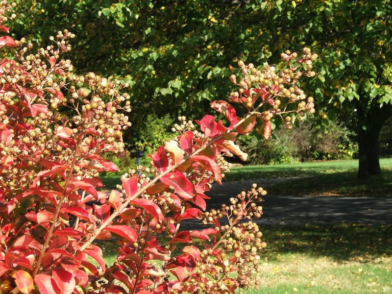 Photo of Crape Myrtle (Lagerstroemia indica 'Powhatan') uploaded by pirl