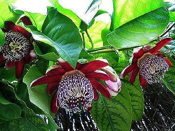 Photo of Passionflower (Passiflora alata) uploaded by Calif_Sue