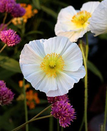 Photo of Iceland Poppy (Papaver nudicaule 'Champagne Bubbles') uploaded by Calif_Sue