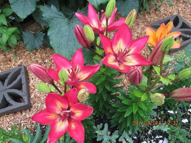 Photo of Lily (Lilium 'Arsenal') uploaded by Oberon46