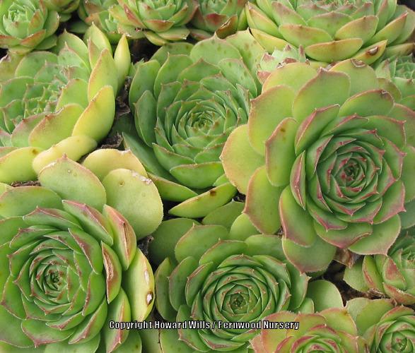 Photo of Hen and Chicks (Sempervivum 'Jade') uploaded by Patty