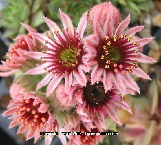 Photo of Hen and Chicks (Sempervivum 'Woolcott's Variety') uploaded by Patty