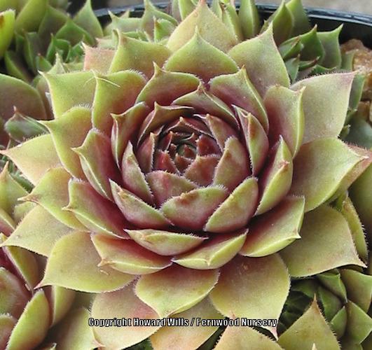 Photo of Hen and Chicks (Sempervivum 'Woolcott's Variety') uploaded by Patty
