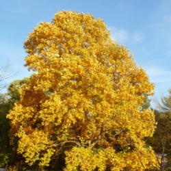 Location: Indiana zone 5
Date: 2014-10-19
Fall color