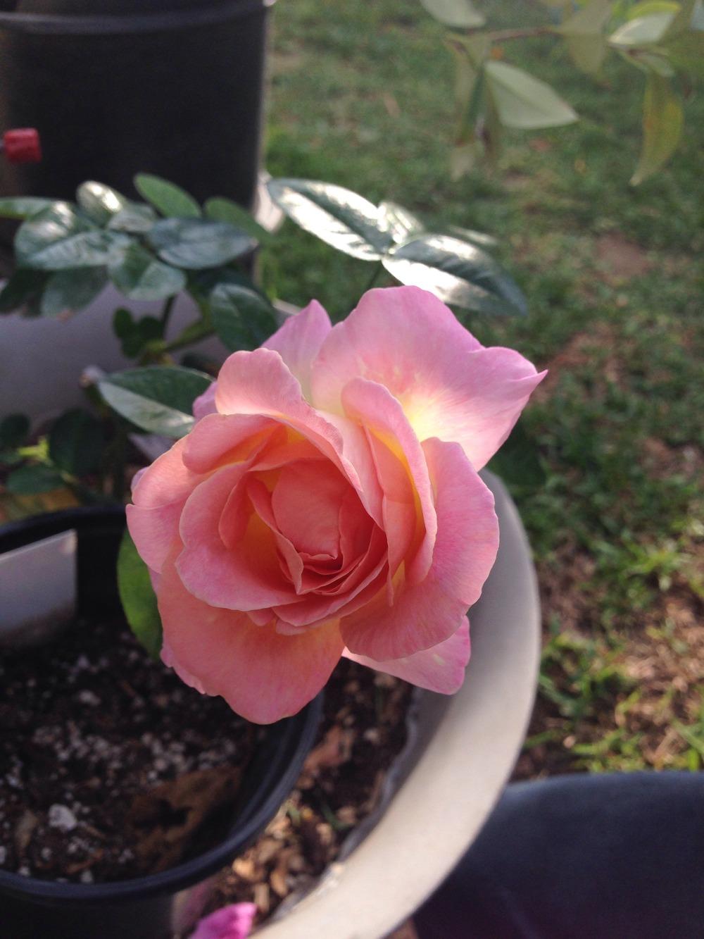 Photo of Rose (Rosa 'Elle') uploaded by mattmackay22