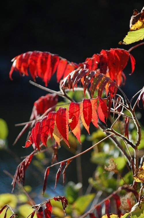 Photo of Staghorn Sumac (Rhus typhina) uploaded by pixie62560