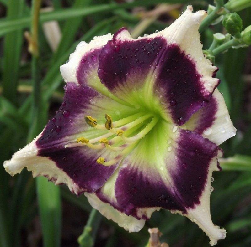 Photo of Daylily (Hemerocallis 'Total Eclipse of the Heart') uploaded by sandyp60