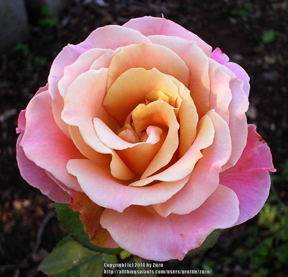 Photo of Rose (Rosa 'Lincoln Cathedral') uploaded by zuzu