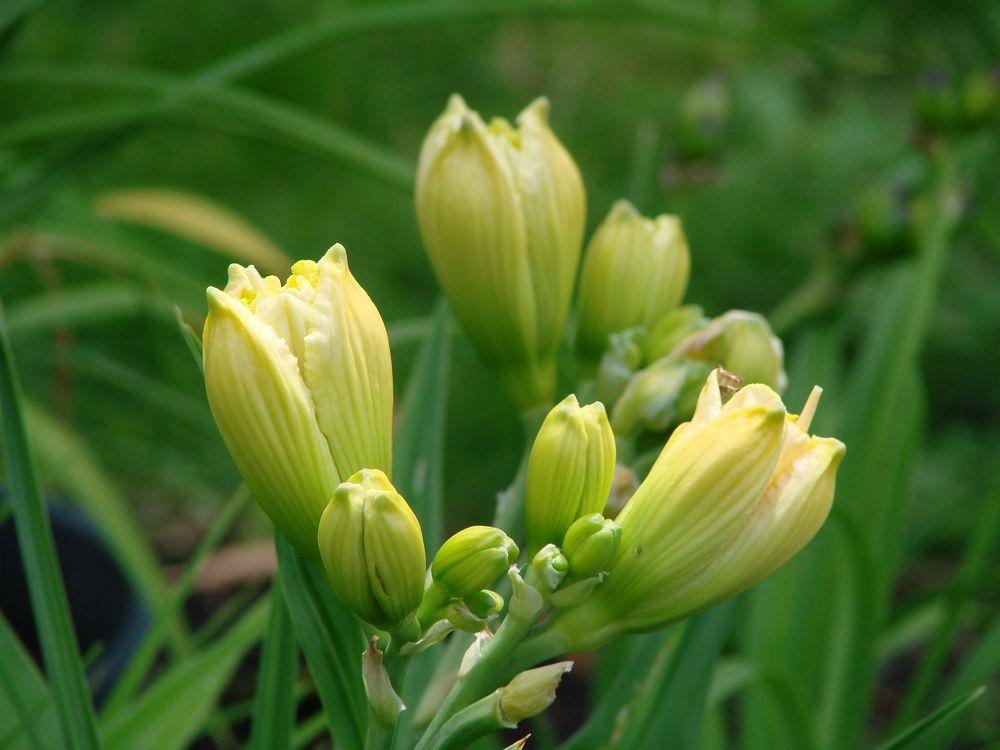 Photo of Daylilies (Hemerocallis) uploaded by Joy