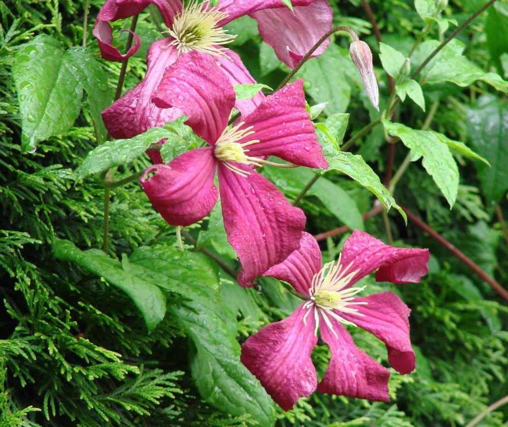 Photo of Clematis (Clematis viticella 'Madame Julia Correvon') uploaded by Joy