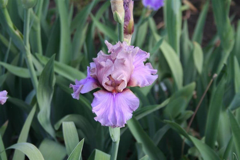 Photo of Tall Bearded Iris (Iris 'Silk Run') uploaded by KentPfeiffer